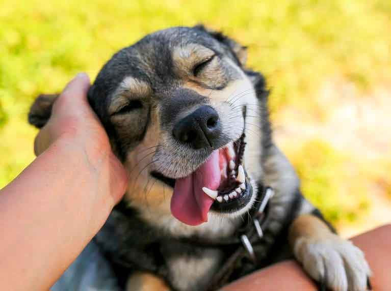 dog
